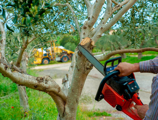 Emergency Storm Tree Removal